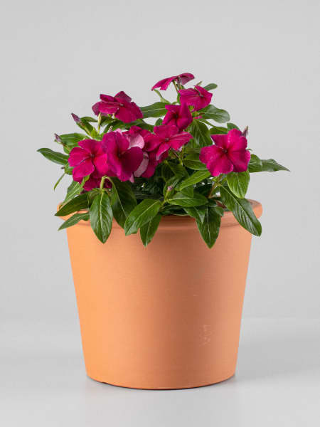 Catharanthus roseus (Vinca)