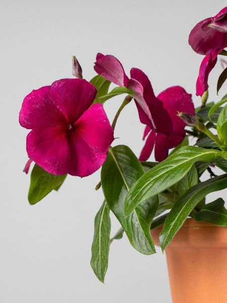 Vinca (catharanthus roseus)