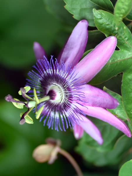 Passiflora violacea 3 cañas