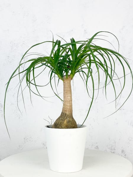 Beaucarnea recurvata