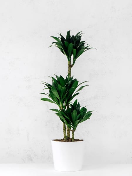 Dracaena fragrans 'Compacta'