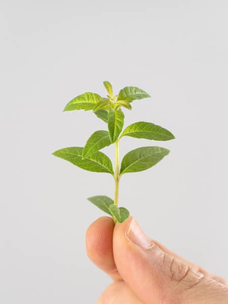Hierba luisa (aloysia triphilla) - Planta aromática