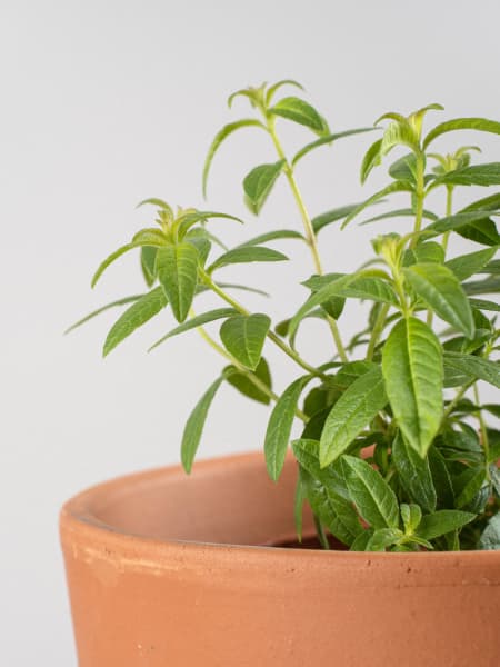 Hierba luisa (aloysia triphilla) - Planta aromática