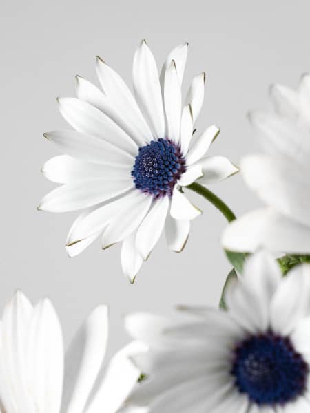 Margarita del Cabo (Dimorphotheca ecklonis)