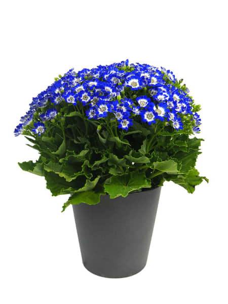 Pericallis × hybrida - Cineraria Senetti