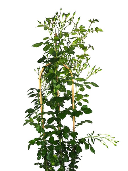 Rosal mini trepador arco