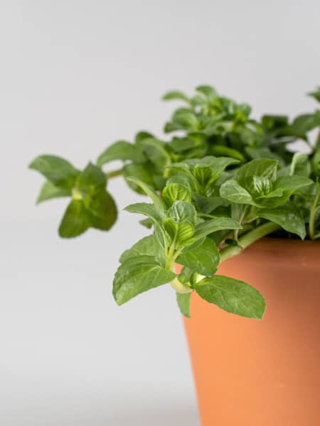 Poleo (mentha pulegium) - Planta aromática