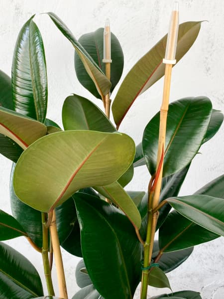 Ficus 'Abidjan'