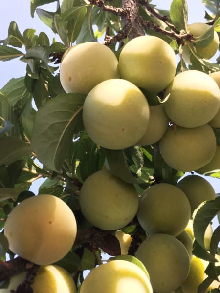 Ciruelo 'Reine-Claude Verte'