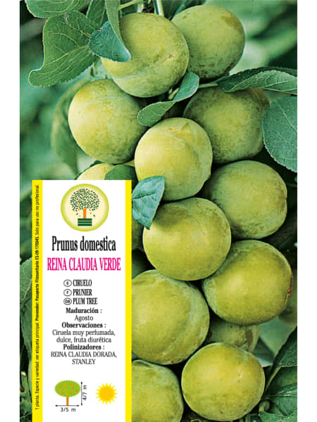 Ciruelo 'Reine-Claude Verte'
