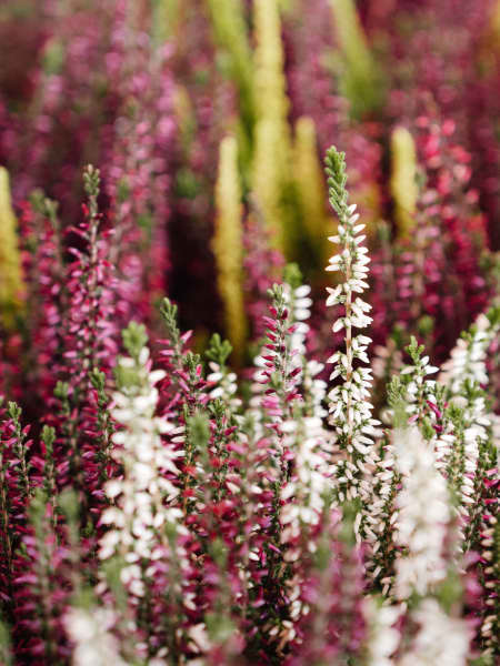 Calluna 'Garden Girls Trio'