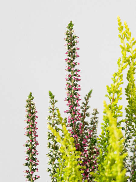 Calluna 'Garden Girls Trio'