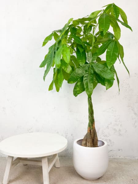 Pachira aquatica