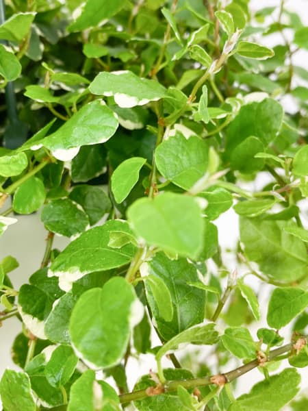 Ficus pumila 'White Sunny'