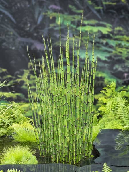 Equisetum japonica - Planta palustre de estanque