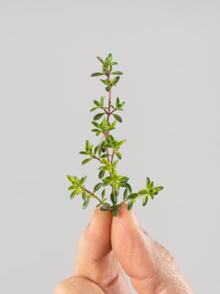 Thymus serpyllum creeping red - Planta aromática