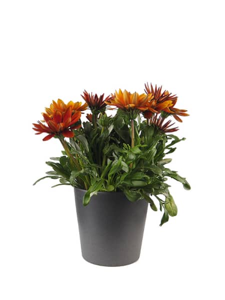 Gazania 'Grandiflora'