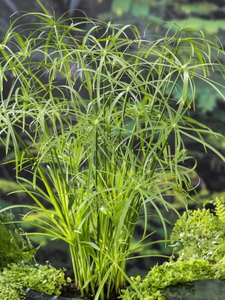 Planta paragüas (cyperus alternifolius) - Planta palustre de estanque