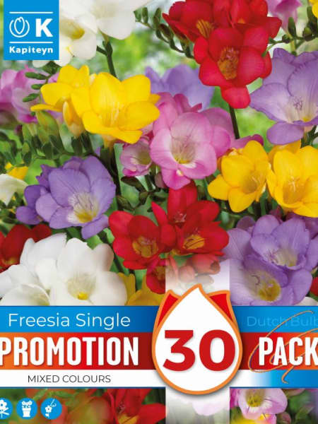 Bulbos de Freesia simple mix colores