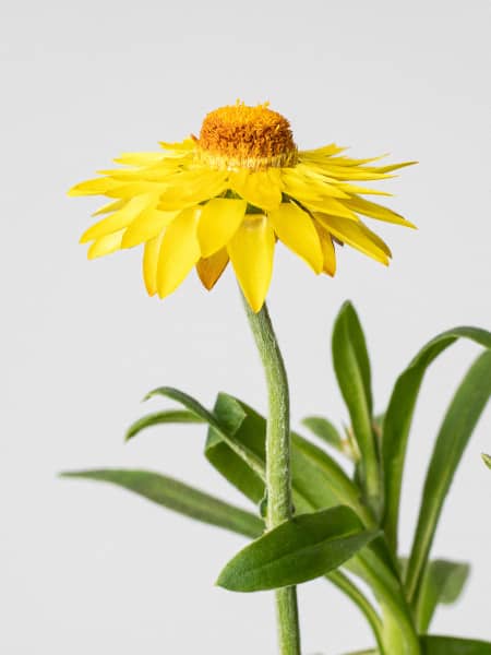 Xerochrysum bracteatum (Flor de papel)