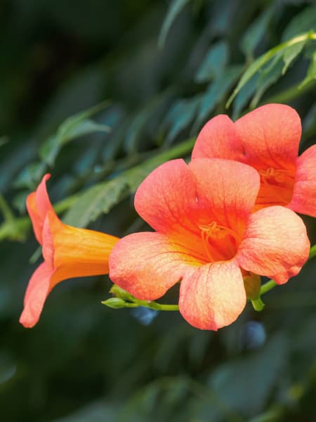 Bignonia (campsis radicans)