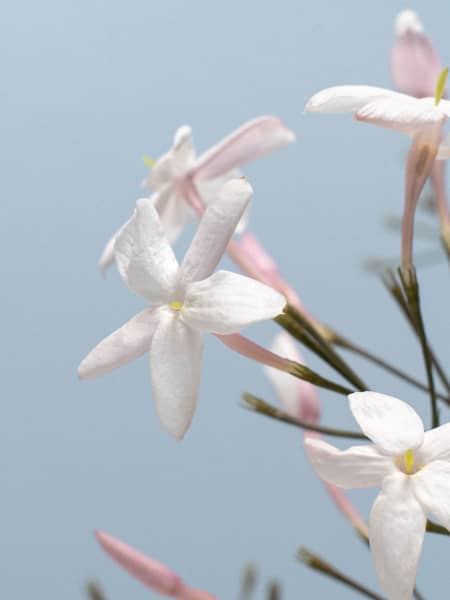 Jazmín Rosa (Jasminum Polyanthum) - Tres Cañas