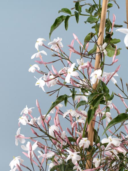 Jazmín Rosa (Jasminum Polyanthum) - Tres Cañas