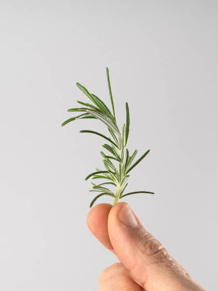 Romero Rastrero (rosmarinus officinalis prostratus) - Planta aromática