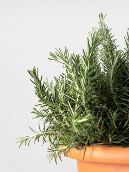 Romero Rastrero (rosmarinus officinalis prostratus) - Planta aromática