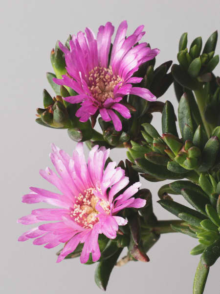 Lampranthus auranticus