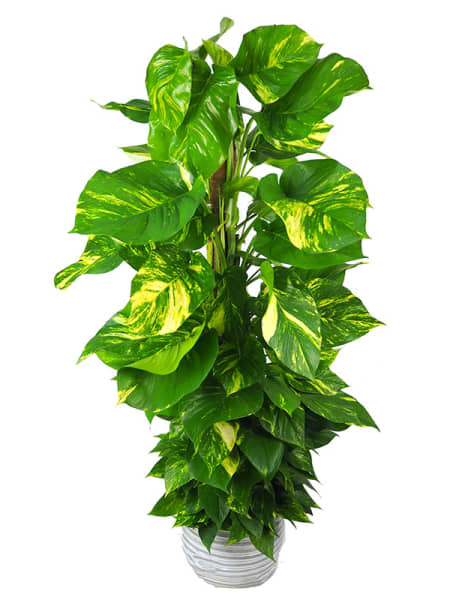 Potho - con tutor (Epipremnum aureum)