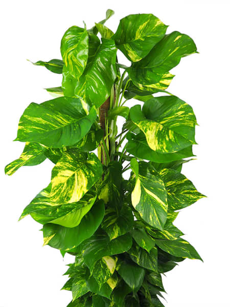 Potho - con tutor (Epipremnum aureum)