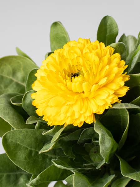 Calendula officinalis