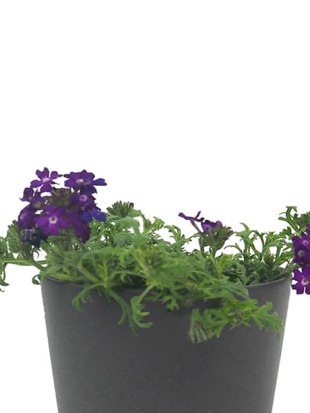 Verbena × hybrida Rastrera