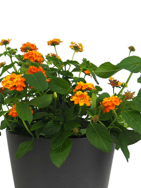 Lantana Camara