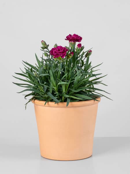 Dianthus caryophyllus - Clavel