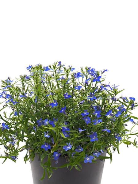 Lobelia erinus