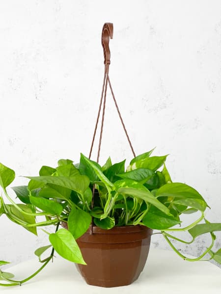 Potho - colgante (Epipremnum aureum)