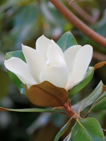 Magnolio Perenne Grandiflora