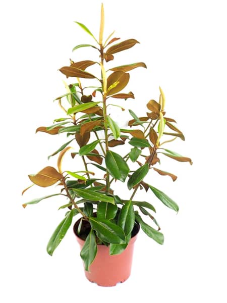 Magnolia grandiflora