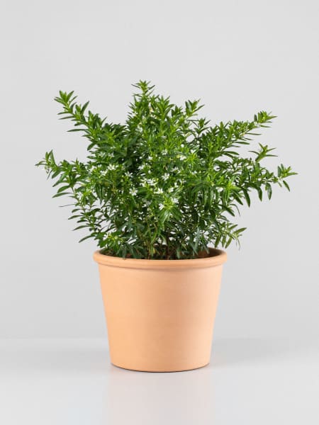 Cuphea hyssopifolia