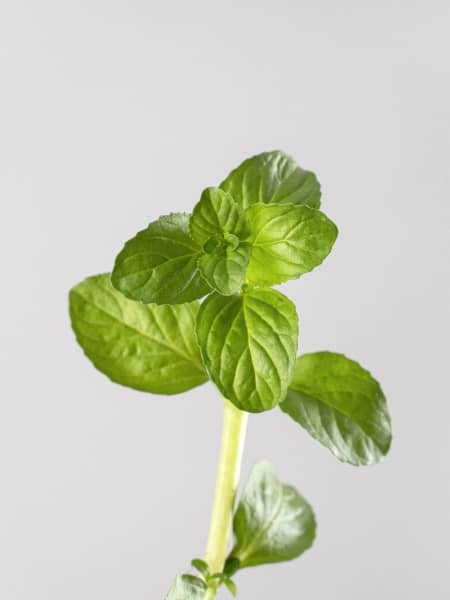 Poleo (mentha pulegium) - Planta aromática