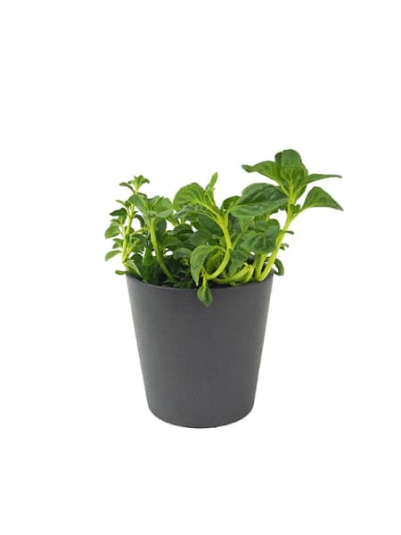 Poleo (mentha pulegium) - Planta aromática