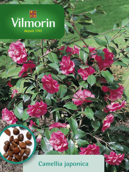 Semilla camelia japónica