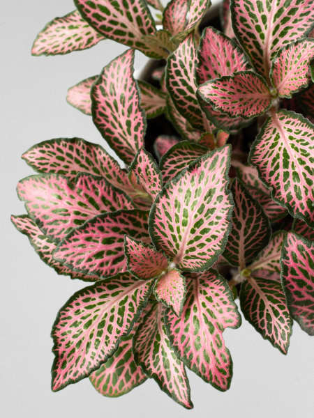 Fittonia