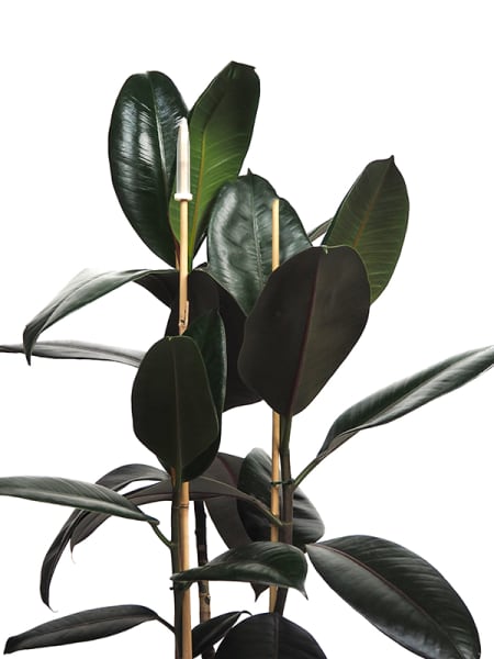 Ficus elastica Robusta