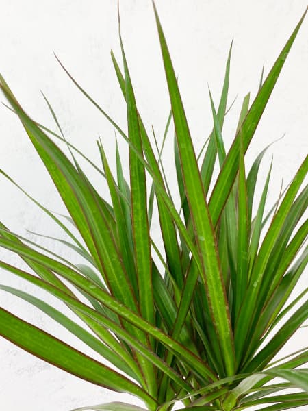 Dracaena marginata