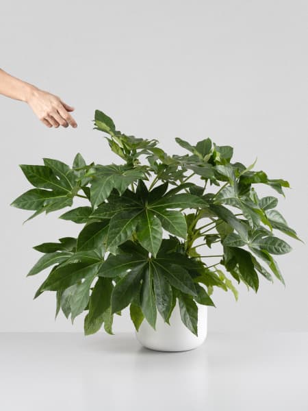 Aralia (fatsia japonica)