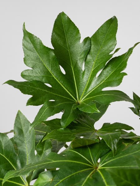 Aralia (fatsia japonica)