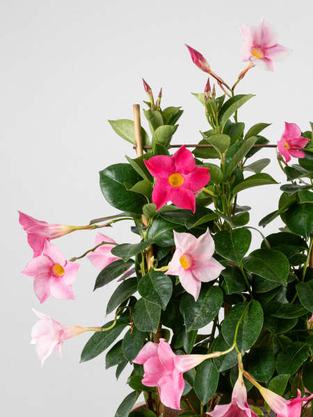 Dipladenia Mandevilla (espaldera)